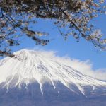 桜と富士山
