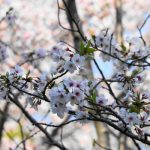 船越公園 桜